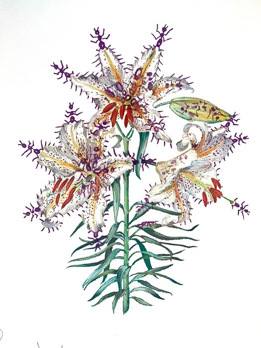 Salvador Dali (1904-1989) - Lilium Auratum Formicans (Erotic Lily)