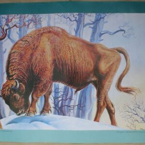 Peter Zieger - Tierpark Berlin Bison - 1980er Jahre