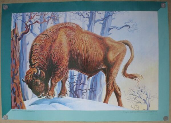 Peter Zieger - Tierpark Berlin Bison - 1980er Jahre