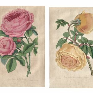Revue Horticole - M. Decaisne - 23 handgekleurde botanische prenten (04 )