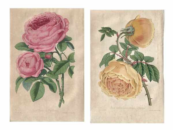 Revue Horticole - M. Decaisne - 23 handgekleurde botanische prenten (04 )