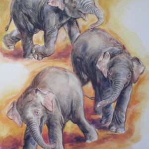 P. Zieger - Tierpark Berlin, Elephant Babys - 2005