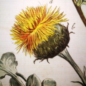 Richard Lancake (fl 1760) - Set -6- Original Engravings with Antique Exquisite Watercolour on Medical Plants - xb3