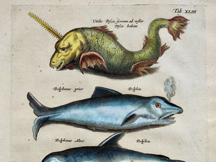 Matthäus I Merian (1593-1650) - Folio engravings on Ichthyology: Sea Monster Dolphins - hand coloured engraving - 1657