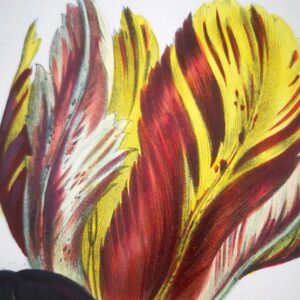 Jane Webb Loudon (1807-1858) - Lot of -3- Antique Litho - Exquisite original Watercolour. Fine groups of Ornamental Tulips - xb2